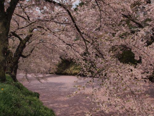 ゴールデンウィーク東北ドライブ DAY5 弘前城桜祭り～<b>酸ヶ湯温泉</b>～奥入 <b>...</b>