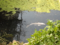 池の鯉
