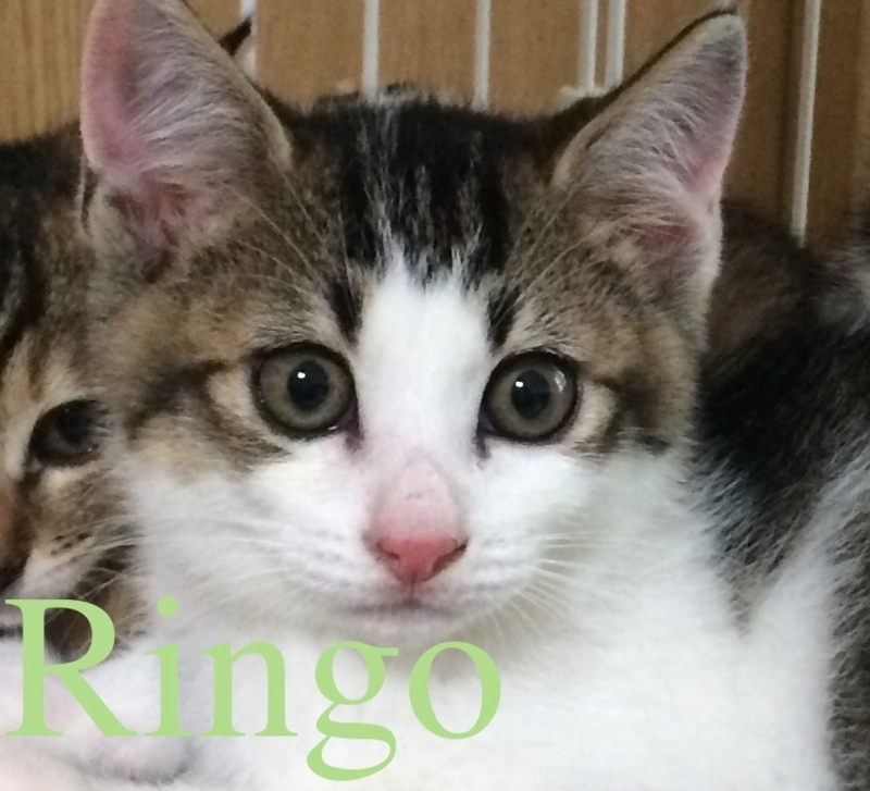 ringo_profile