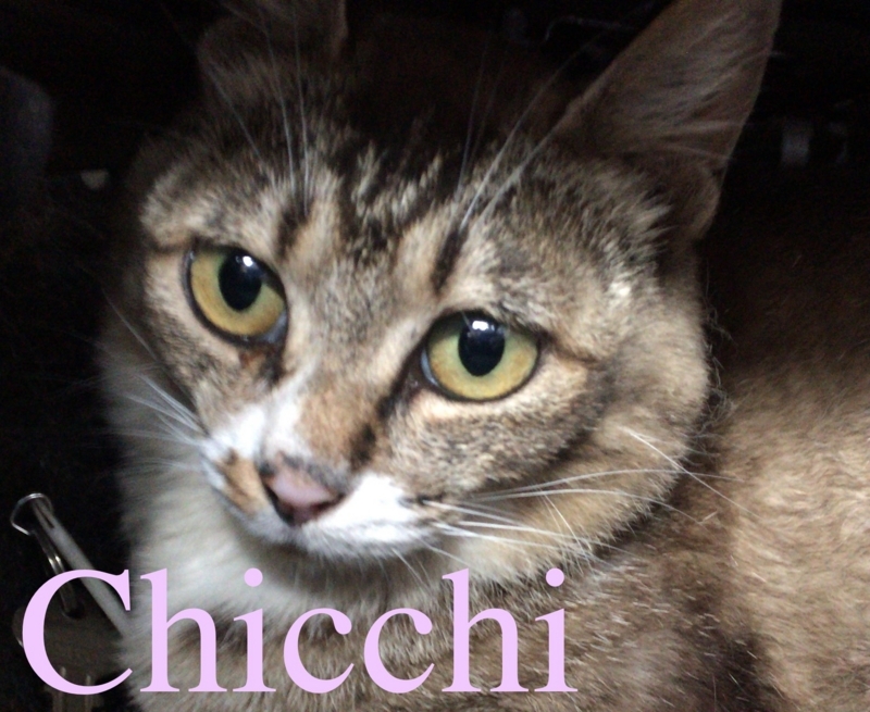 chicchi_profile
