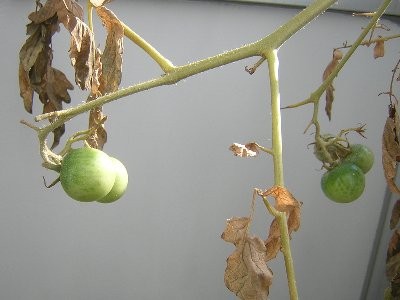 [トマト]収穫できる？(2009/10/11)