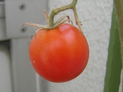 [トマト][収穫]最後の1個？(2009/10/11)