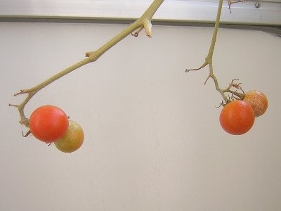 [トマト]食べられる？(2009/10/29)