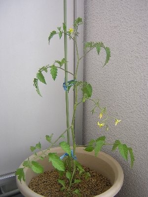 [ミニトマト]植えました(2010/05/16)