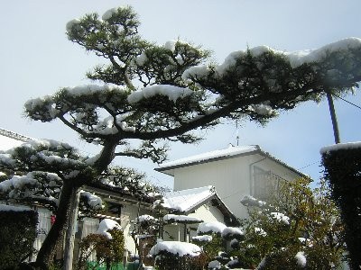 雪景色(2010/01/01)