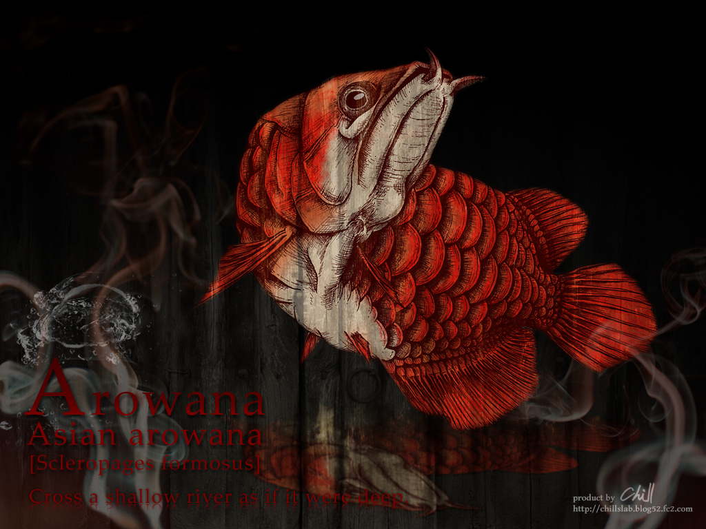 龍の化身とも言われる魚 アジアアロワナのペン画 チルの工房 作品集 アイデアノート