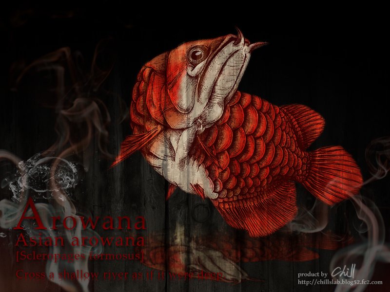 龍の化身とも言われる魚 アジアアロワナのペン画 チルの工房 作品集 アイデアノート