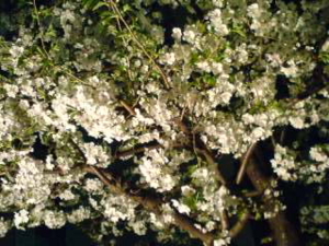 蒲田の夜桜