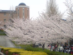 関西大学の桜満開