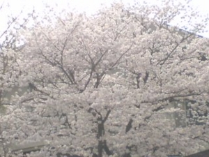 立命館大学衣笠キャンパスの桜