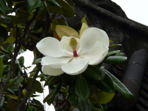 泰山木の花