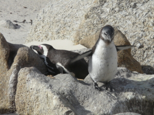 ボルダーズ・ビーチのペンギン1
