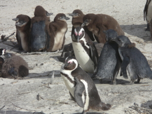 ボルダーズ・ビーチのペンギン2