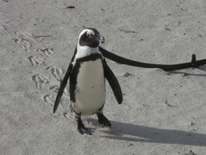 ボルダーズ・ビーチのペンギン3