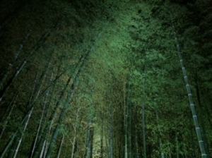 高台寺特別拝観でライトアップされた竹林
