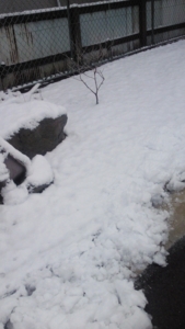 雪が積もった庭～その2～