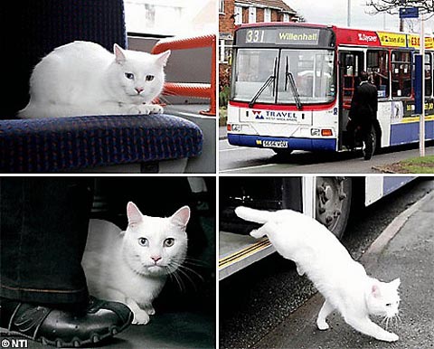 バスに乗って魚屋に行く猫