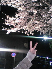 西荻窪某所：最後の出張から帰ってくると桜が咲いてた