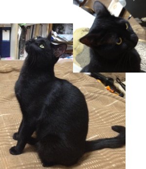 ねこ 里親募集 保健所うまれの黒猫 かいとくん １才 去勢済 精悍な顔をして抱っこ大好き 東京近郊 Neko 地上性なまけものb