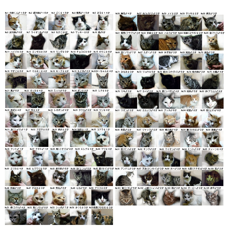 東京１０５猫(文字なし)