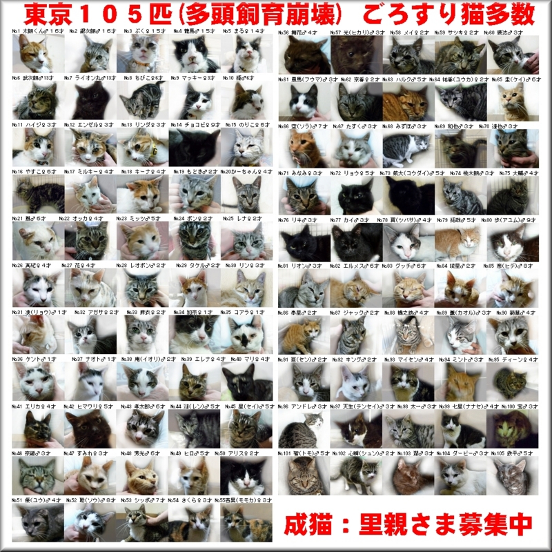 東京１０５猫(文字あり)