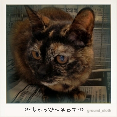 東京１７猫；ちゃっぴぃ♀８才
