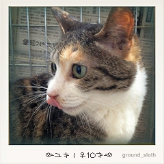 東京１７猫；ゆきの♀１０才