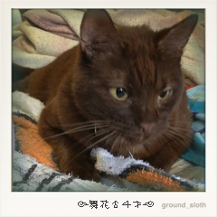 東京１０５猫；まいか♂４才