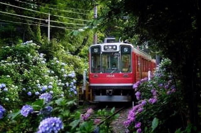 箱根登山鉄道 - あじさい電車