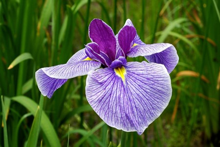 花菖蒲薄紫