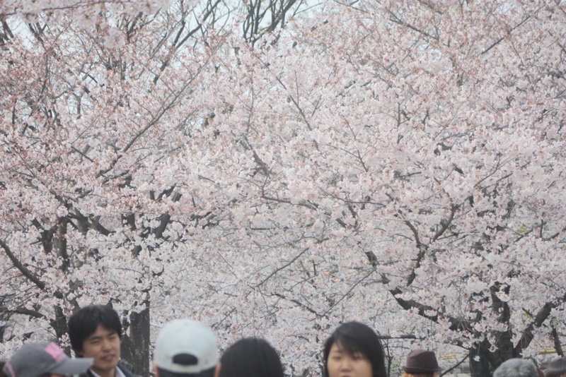 大阪城の桜#1