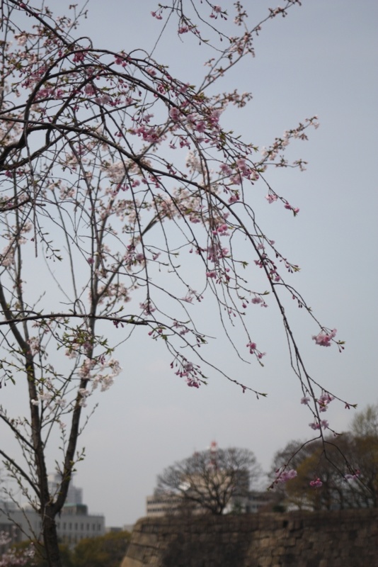 大阪城の桜#2