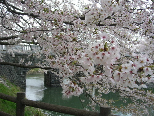 加治川治水記念公園の桜-20110426