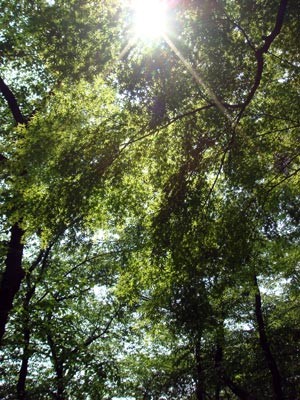 上野公園・木漏れ日