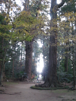 境内の杉の大樹