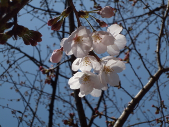 陽光すかす日比谷の桜
