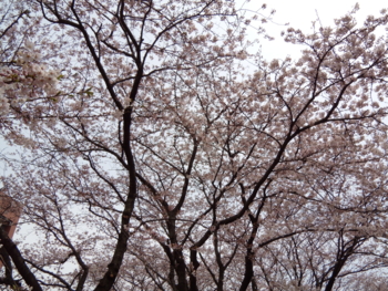 日大の桜２