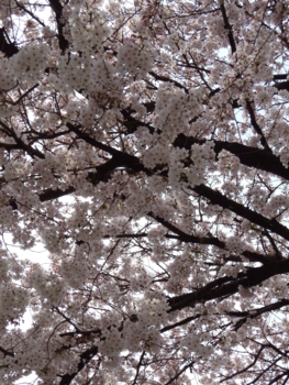 日大の桜３