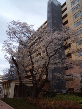 マンションの桜