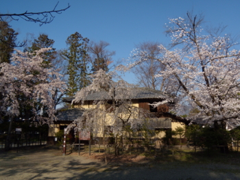 象山神社の境内の桜