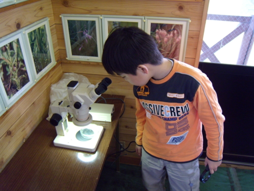 タヌキモの標本を顕微鏡で見る