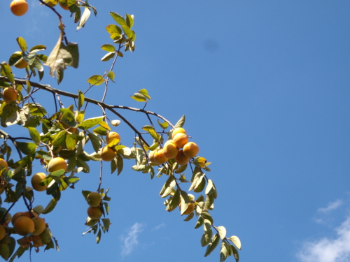 散歩途中にみた秋の空に浮かぶ渋柿