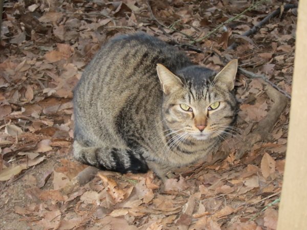 藤崎森林公園の野良猫