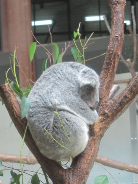 定番の眠るコアラ