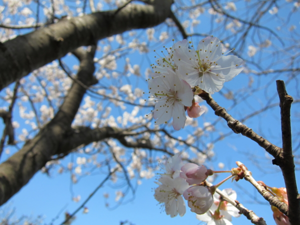 咲いていた桜花