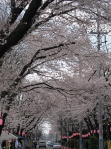 ハミングロードの桜のアーチ