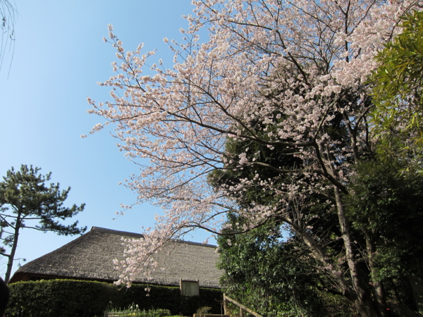 旧・大沢家住宅と桜