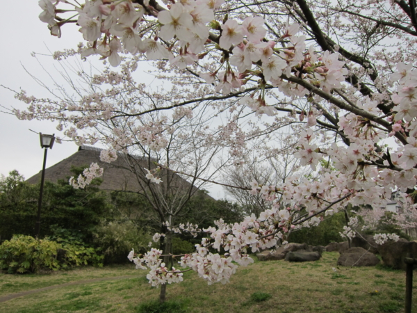 桜と旧・鴇田家3