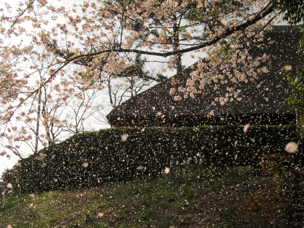 森林公園の桜吹雪