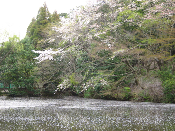 森林公園池の桜の絨毯